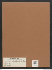 Navicula latifasciata Grun. (de-Toni-Nr.: Genus 1, Species 659) Zeichnungen Sammlung Grunow Mappe 00563 (Herbarium_W_Grunow_drawings_Folder_00563)
